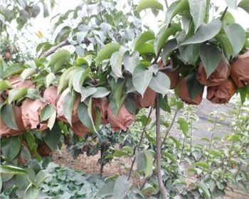 晚秋黃梨苗